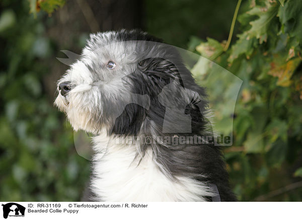 Bearded Collie Welpe / Bearded Collie Puppy / RR-31169