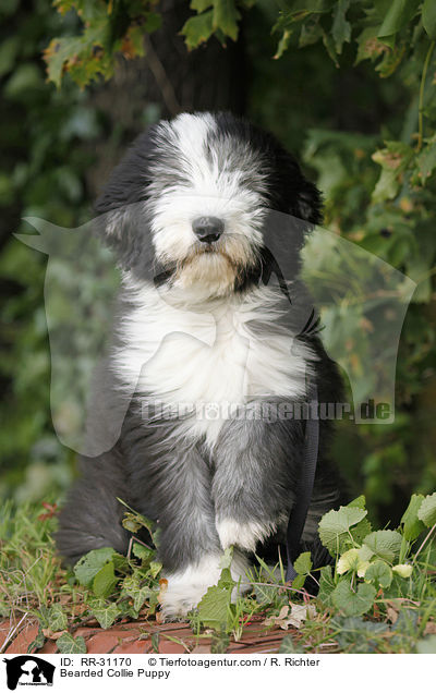 Bearded Collie Welpe / Bearded Collie Puppy / RR-31170
