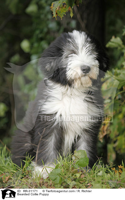Bearded Collie Welpe / Bearded Collie Puppy / RR-31171