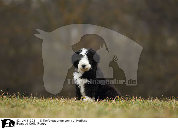 Bearded Collie Welpe / Bearded Collie Puppy / JH-11391