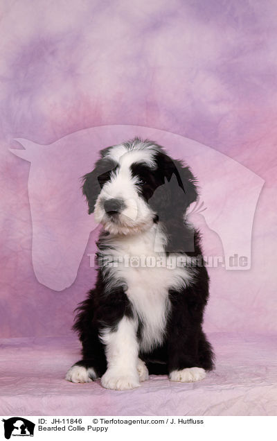 Bearded Collie Welpe / Bearded Collie Puppy / JH-11846