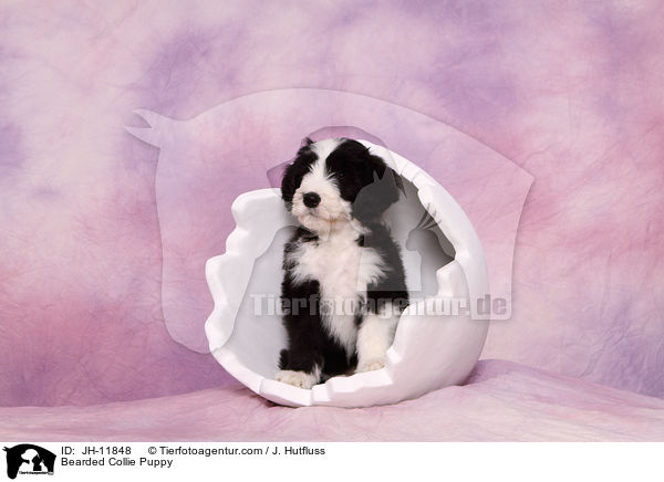 Bearded Collie Welpe / Bearded Collie Puppy / JH-11848