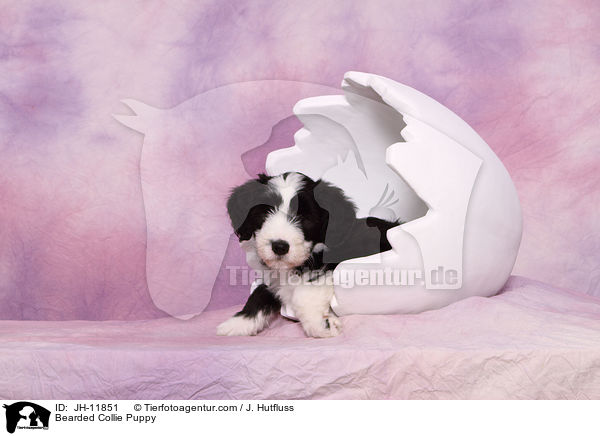 Bearded Collie Welpe / Bearded Collie Puppy / JH-11851