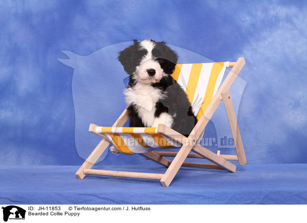 Bearded Collie Welpe / Bearded Collie Puppy / JH-11853