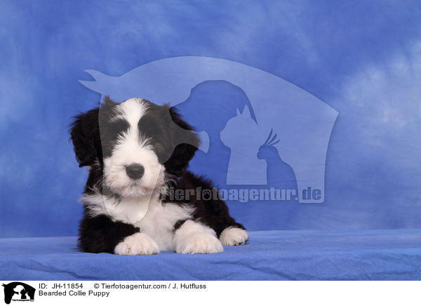 Bearded Collie Welpe / Bearded Collie Puppy / JH-11854