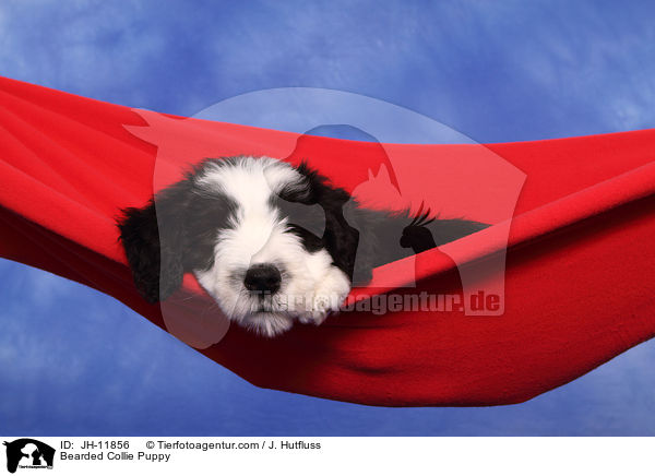 Bearded Collie Welpe / Bearded Collie Puppy / JH-11856