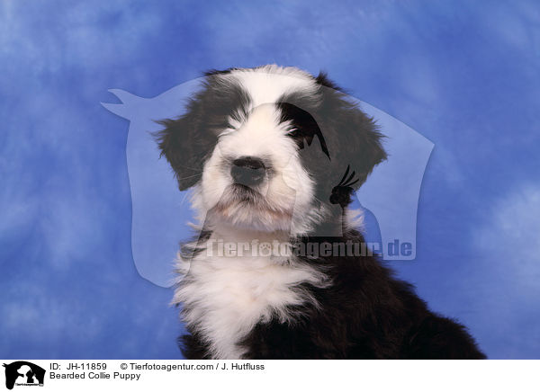 Bearded Collie Welpe / Bearded Collie Puppy / JH-11859
