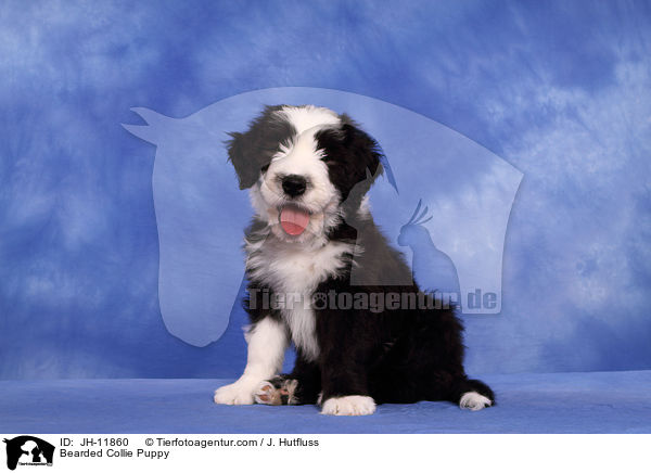 Bearded Collie Welpe / Bearded Collie Puppy / JH-11860