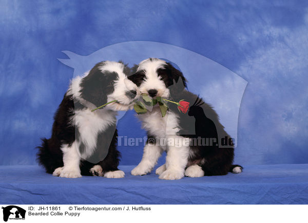 Bearded Collie Welpe / Bearded Collie Puppy / JH-11861