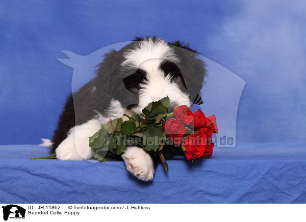 Bearded Collie Welpe / Bearded Collie Puppy / JH-11862