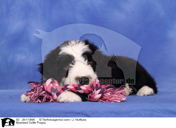 Bearded Collie Welpe / Bearded Collie Puppy / JH-11866