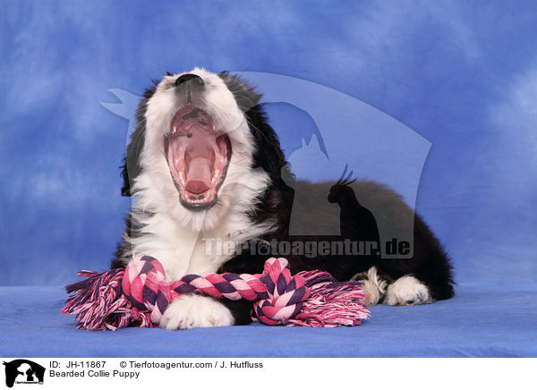 Bearded Collie Welpe / Bearded Collie Puppy / JH-11867