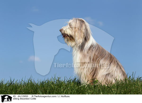 sitzender Bearded Collie / sitting Bearded Collie / JH-12950