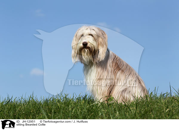 sitzender Bearded Collie / sitting Bearded Collie / JH-12951