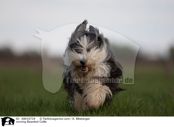 rennender Bearded Collie / running Bearded Collie / AM-03734