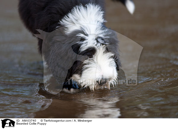 Bearded Collie Welpe / Bearded Collie Puppy / AM-03740
