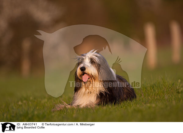 liegender Bearded Collie / lying Bearded Collie / AM-03741