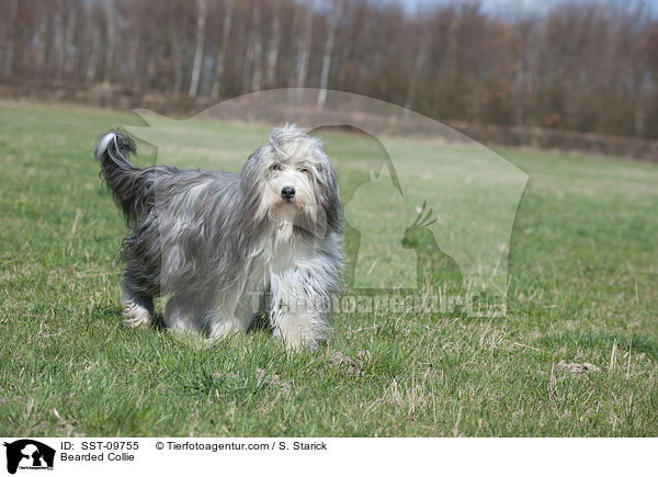 Bearded Collie / Bearded Collie / SST-09755