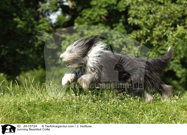 rennender Bearded Collie / running Bearded Collie / JH-15724