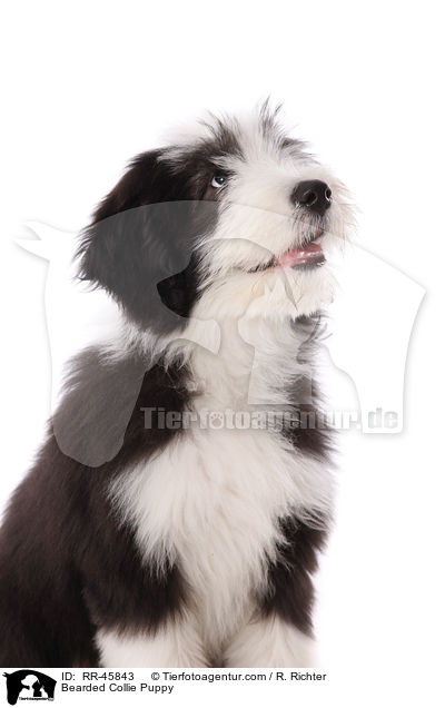 Bearded Collie Welpe / Bearded Collie Puppy / RR-45843