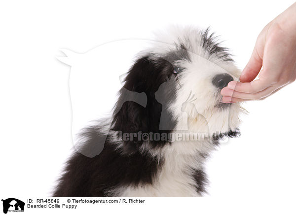 Bearded Collie Welpe / Bearded Collie Puppy / RR-45849