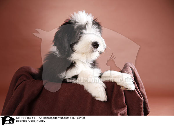 Bearded Collie Welpe / Bearded Collie Puppy / RR-45854