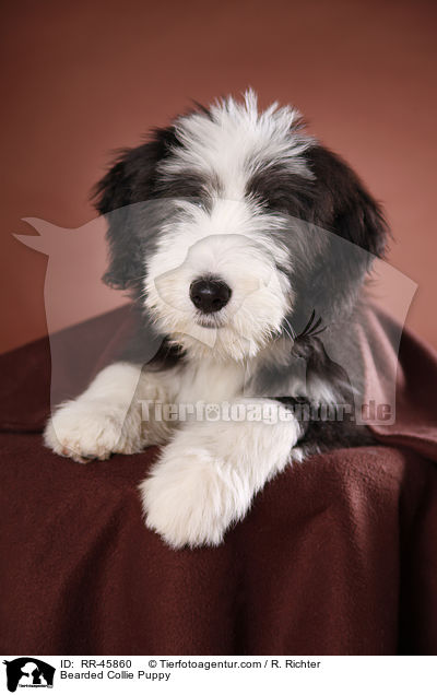Bearded Collie Welpe / Bearded Collie Puppy / RR-45860