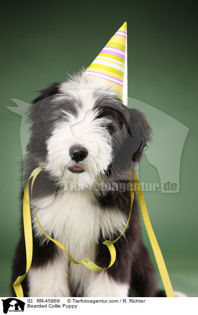 Bearded Collie Puppy / RR-45869