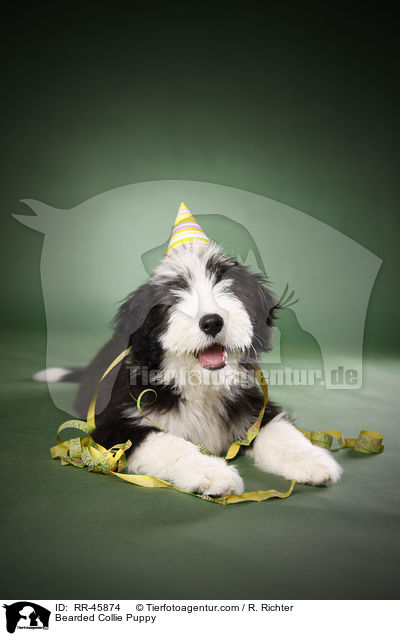 Bearded Collie Puppy / RR-45874