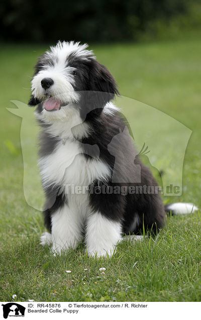 Bearded Collie Welpe / Bearded Collie Puppy / RR-45876