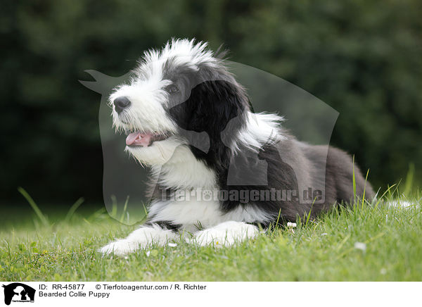 Bearded Collie Welpe / Bearded Collie Puppy / RR-45877