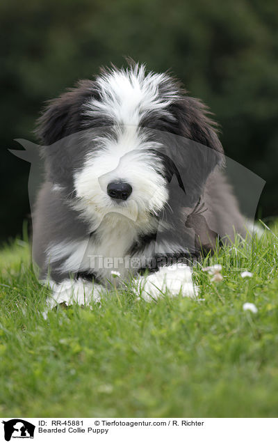 Bearded Collie Welpe / Bearded Collie Puppy / RR-45881