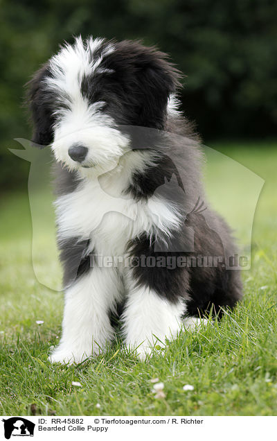 Bearded Collie Welpe / Bearded Collie Puppy / RR-45882