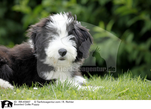 Bearded Collie Welpe / Bearded Collie Puppy / RR-45887