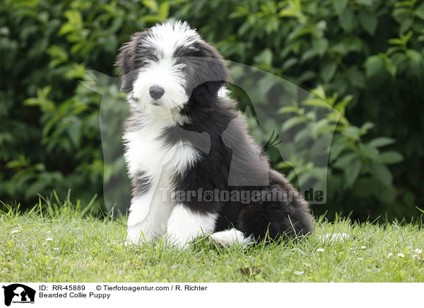 Bearded Collie Welpe / Bearded Collie Puppy / RR-45889