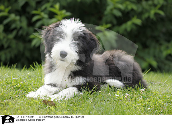 Bearded Collie Welpe / Bearded Collie Puppy / RR-45891