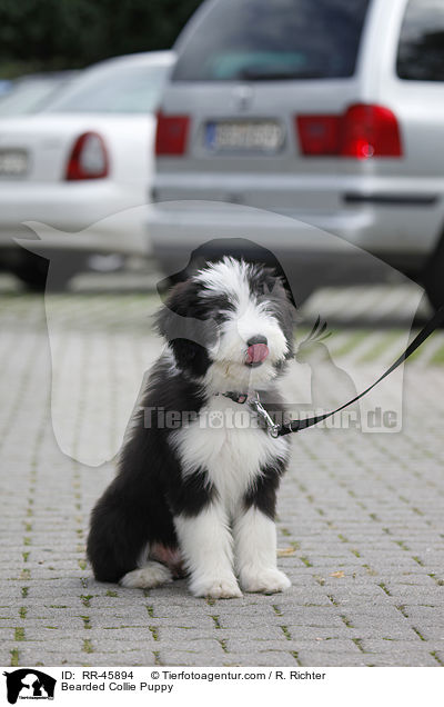 Bearded Collie Welpe / Bearded Collie Puppy / RR-45894