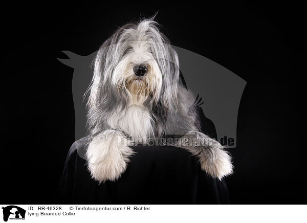 liegender Bearded Collie / lying Bearded Collie / RR-46328