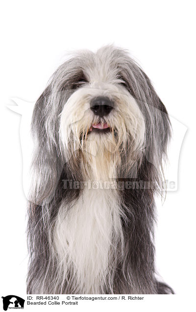 Bearded Collie Portrait / Bearded Collie Portrait / RR-46340