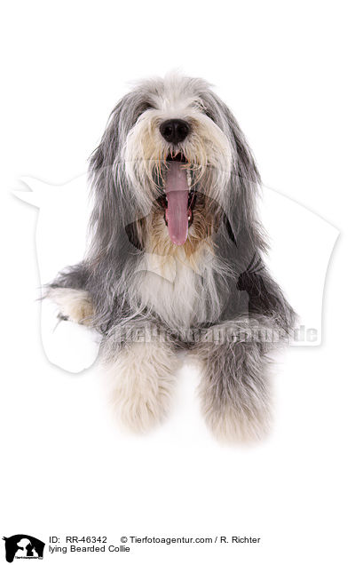 liegender Bearded Collie / lying Bearded Collie / RR-46342