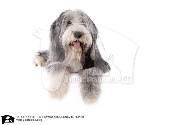 liegender Bearded Collie / lying Bearded Collie / RR-46346