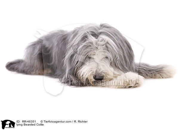 liegender Bearded Collie / lying Bearded Collie / RR-46351