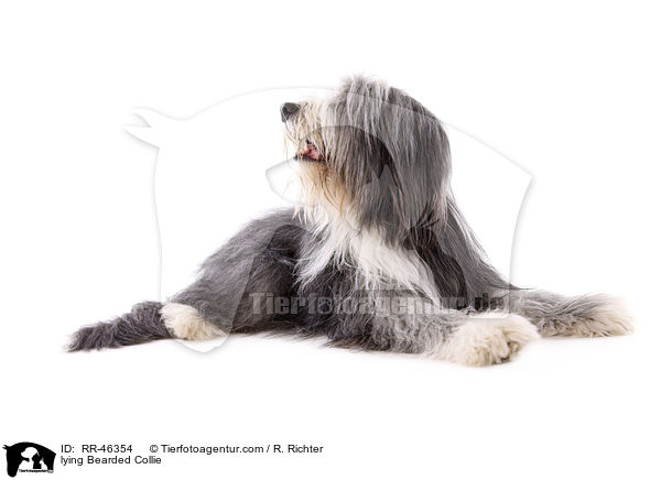 liegender Bearded Collie / lying Bearded Collie / RR-46354