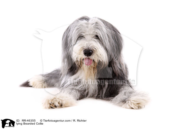 liegender Bearded Collie / lying Bearded Collie / RR-46355