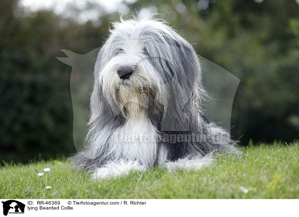 liegender Bearded Collie / lying Bearded Collie / RR-46369