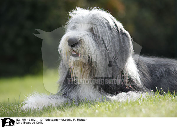 liegender Bearded Collie / lying Bearded Collie / RR-46382