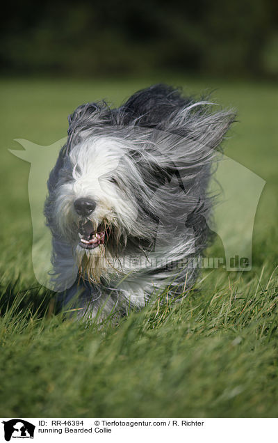 rennender Bearded Collie / running Bearded Collie / RR-46394