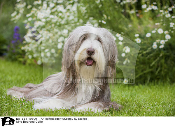 liegender Bearded Collie / lying Bearded Collie / SST-10800