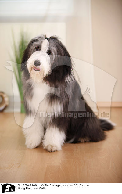 sitzender Bearded Collie / sitting Bearded Collie / RR-49140