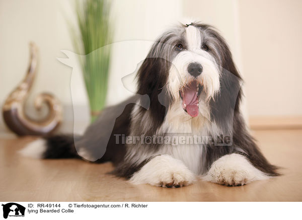 liegender Bearded Collie / lying Bearded Collie / RR-49144